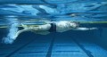 Lane Gainer Competitive Swim Belt : 30 ft. model - Resisted Swim pictured. Water-snake™ $50